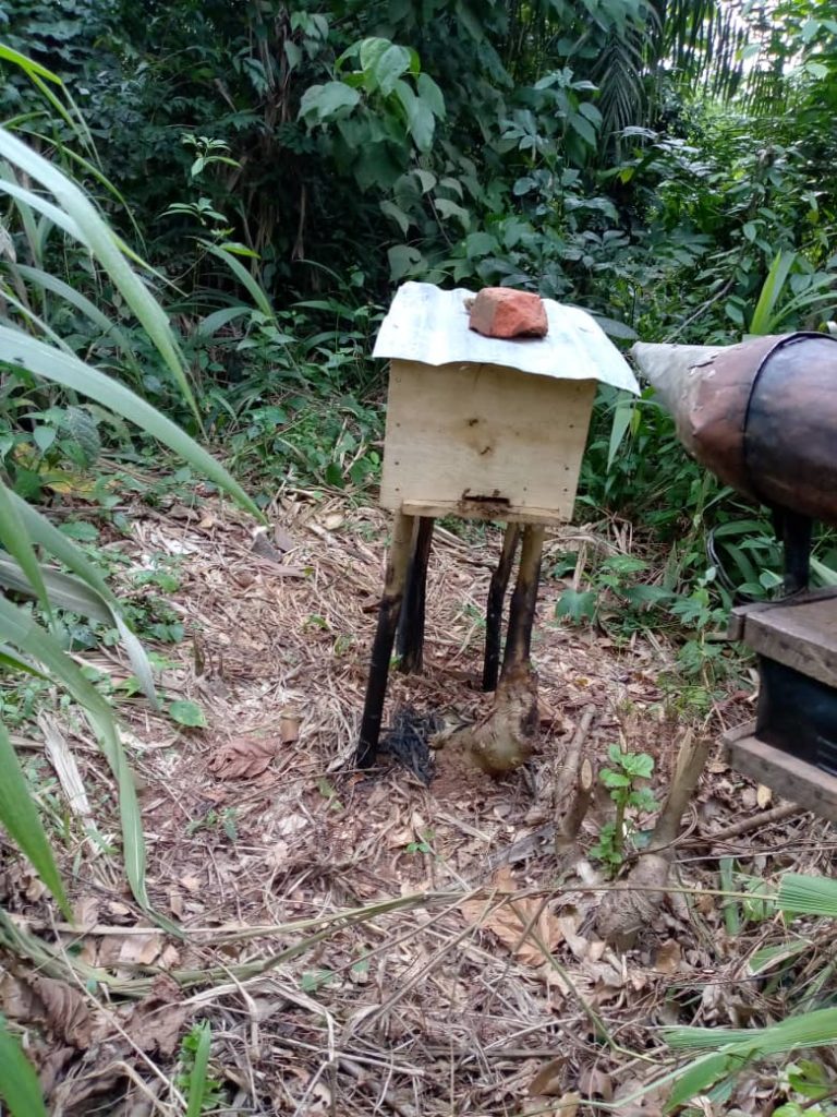 IMG-20210316-WA0007-768x1024 Apiculture